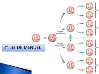 2ª LEI DE MENDEL
 