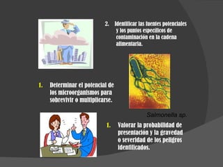 Determinar el potencial de los microorganismos para sobrevivir o multiplicarse. Valorar la probabilidad de presentación y la gravedad o severidad de los peligros identificados. Salmonella sp. 2.  Identificar las fuentes potenciales y los puntos específicos de contaminación en la cadena alimentaria. 