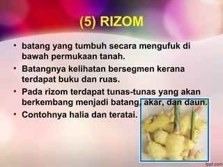 Pembiakan Aseks | PPT