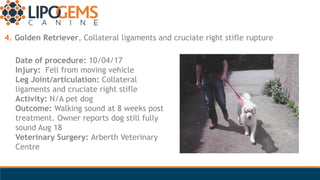 4. Golden Retriever, Collateral ligaments and cruciate right stifle rupture
Date of procedure: 10/04/17
Injury: Fell from ...