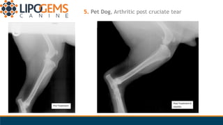 5. Pet Dog, Arthritic post cruciate tear
Pre-Treatment
Post Treatment 6
months
 