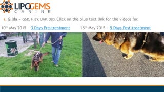 1. Gilda ~ GSD, F, 8Y, UAP, DJD. Click on the blue text link for the videos for.
10th May 2015 ~ 3 Days Pre-treatment 18th...