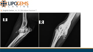 2. English Setter, M, 2Y, Old elbow fracture *
 