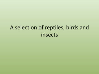 A selection of reptiles, birds and
             insects
 