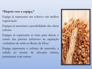 “Depois vem a espiga,”
Espiga já representa um coletivo em melhor
organização
Espigas já anunciam a possibilidade das obras
celestes
Espigas já expressam as lutas para deixar o
casulo das paixões inferiores na aspiração
verdadeira de subir ao Reino de Deus
Espiga representa o esforço de ascensão, a
subida ao monte da elevação intima,
juntamente com outros
 