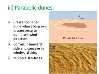 iii) Parabolic dunes:
 Crescent-shaped
dune whose long axis
is transverse to
dominant wind
direction.
 Convex in leeward
side and concave in
windward side.
 Multiple slip-faces.
 