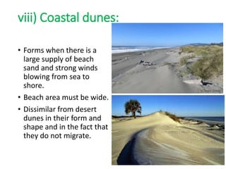 viii) Coastal dunes:
• Forms when there is a
large supply of beach
sand and strong winds
blowing from sea to
shore.
• Beach area must be wide.
• Dissimilar from desert
dunes in their form and
shape and in the fact that
they do not migrate.
 