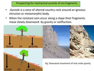 Prospecting for mechanical aureole of ore fragments.
• Aureole is a zone of altered country rock around an igneous
intrusion or metamorphic body.
• When the resistant vein occur along a slope their fragments
move slowly downward by gravity or solifluction.
Fig: Downward movement of rock under gravity.
 