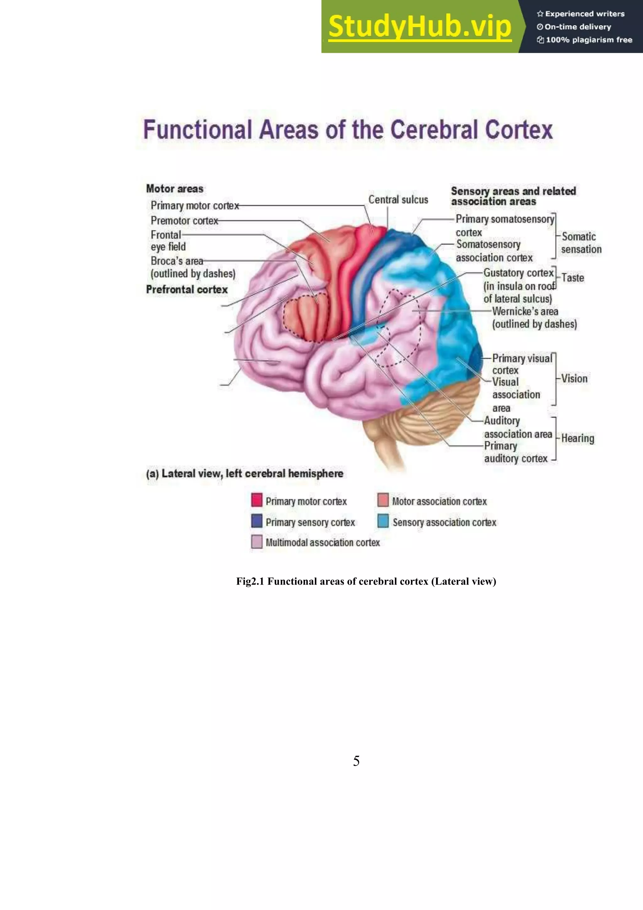 Fig2.1 Functional areas of cerebral cortex (Lateral view)
5
 