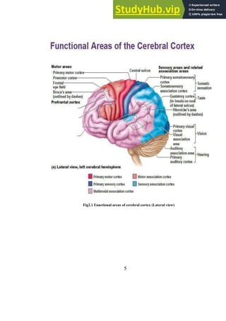 A SEMINAR REPORT ON BRAIN COMPUTER INTERFACE By Rahul Sharma | PDF