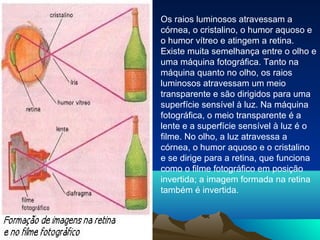 Os raios luminosos atravessam a
córnea, o cristalino, o humor aquoso e
o humor vítreo e atingem a retina.
Existe muita semelhança entre o olho e
uma máquina fotográfica. Tanto na
máquina quanto no olho, os raios
luminosos atravessam um meio
transparente e são dirigidos para uma
superfície sensível à luz. Na máquina
fotográfica, o meio transparente é a
lente e a superfície sensível à luz é o
filme. No olho, a luz atravessa a
córnea, o humor aquoso e o cristalino
e se dirige para a retina, que funciona
como o filme fotográfico em posição
invertida; a imagem formada na retina
também é invertida.
 