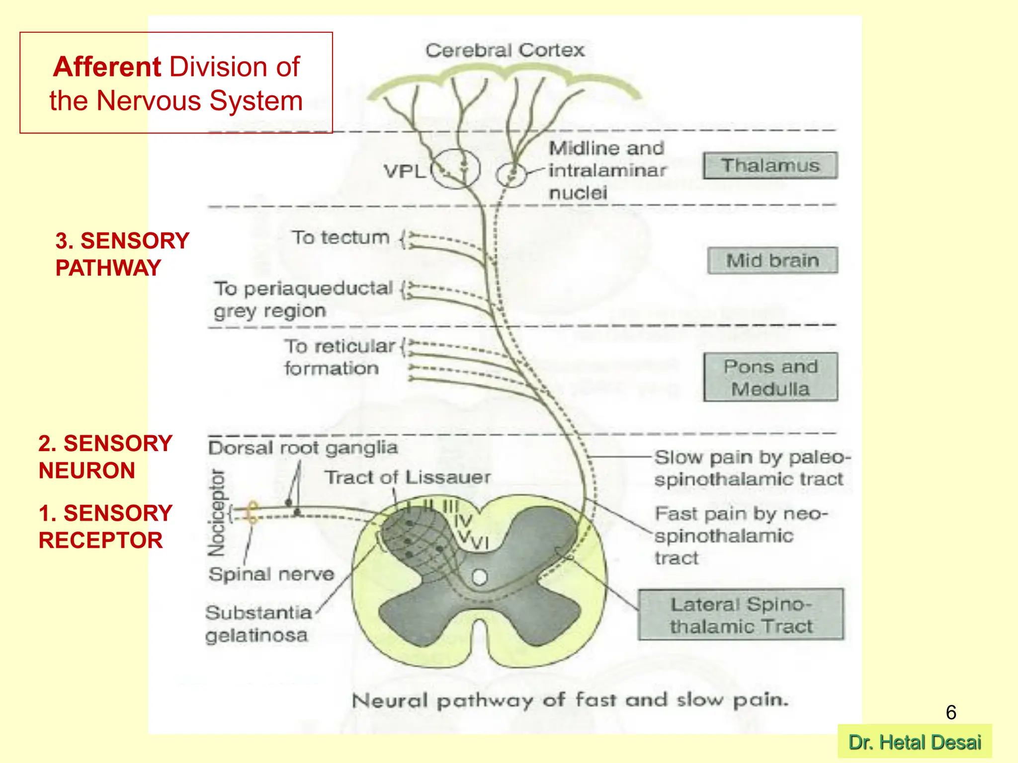 SENSORY RECEPTORS. Physiology , 1st year mbbs/bhms/etc | PDF