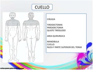 CIRUGIA
TIROIDECTOMIA
PAROIDECTOMIA
QUISTE TIROGLOSO
AREA QUIRURGICA
MANDIBULA
CUELLO
NUCA Y PARTE SUPERIOR DEL TORAX
CUELLO
 