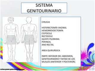 SISTEMA
GENITOURINARIO
CIRUGIA
HISTERECTOMÍA VAGINAL
HEMORROIDECTOMÍA
CISTOCELE
RECTOCELE
QUISTE PILONIDAL
PERINEAL
ANO RECTAL
AREA QUIRURGICA
PARTE INFERIOR DEL ABDOMEN,
GENITOURINARIO Y MITAD DE LOS
MUSLOS (ANTERIOR Y POSTERIOR).
 