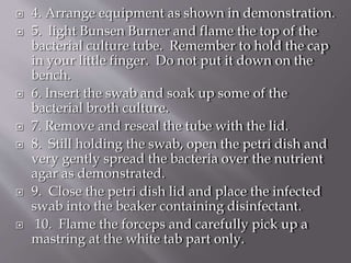  4. Arrange equipment as shown in demonstration.
 5. light Bunsen Burner and flame the top of the
bacterial culture tube. Remember to hold the cap
in your little finger. Do not put it down on the
bench.
 6. Insert the swab and soak up some of the
bacterial broth culture.
 7. Remove and reseal the tube with the lid.
 8. Still holding the swab, open the petri dish and
very gently spread the bacteria over the nutrient
agar as demonstrated.
 9. Close the petri dish lid and place the infected
swab into the beaker containing disinfectant.
 10. Flame the forceps and carefully pick up a
mastring at the white tab part only.
 