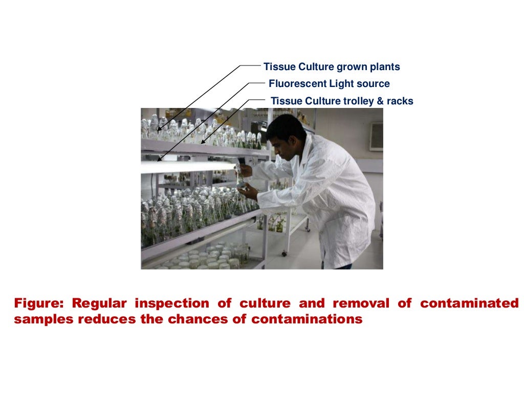 Aseptic techniques in plant tissue culture