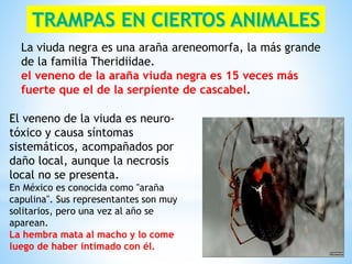 El veneno de la viuda es neuro-
tóxico y causa síntomas
sistemáticos, acompañados por
daño local, aunque la necrosis
local no se presenta.
En México es conocida como "araña
capulina". Sus representantes son muy
solitarios, pero una vez al año se
aparean.
La hembra mata al macho y lo come
luego de haber intimado con él.
La viuda negra es una araña areneomorfa, la más grande
de la familia Theridiidae.
el veneno de la araña viuda negra es 15 veces más
fuerte que el de la serpiente de cascabel.
 