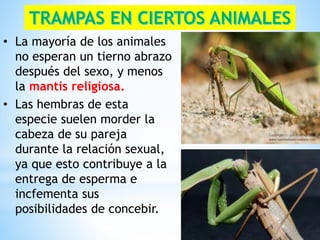 • La mayoría de los animales
no esperan un tierno abrazo
después del sexo, y menos
la mantis religiosa.
• Las hembras de esta
especie suelen morder la
cabeza de su pareja
durante la relación sexual,
ya que esto contribuye a la
entrega de esperma e
incfementa sus
posibilidades de concebir.
 