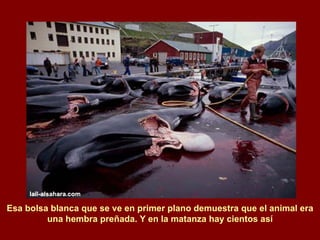 Esa bolsa blanca que se ve en primer plano demuestra que el animal era una hembra preñada. Y en la matanza hay cientos así 