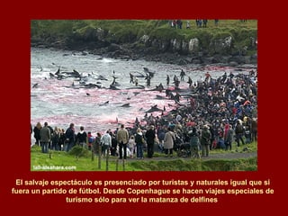 El salvaje espectáculo es presenciado por turistas y naturales igual que si fuera un partido de fútbol. Desde Copenhague se hacen viajes especiales de turismo sólo para ver la matanza de delfines  