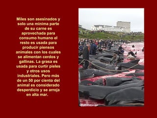 Miles son asesinados y solo una mínima parte de su carne es aprovechada para consumo humano el resto es usada para producir piensos animales con los cuales se alimentan cerdos y gallinas. La grasa es usada para curtir pieles y otros usos industriales. Pero más de un 50 por ciento del animal es considerado desperdicio y se arroja en alta mar.  