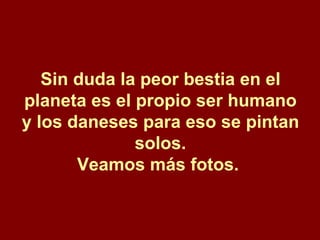 Sin duda la peor bestia en el planeta es el propio ser humano y los daneses para eso se pintan solos. Veamos más fotos.   