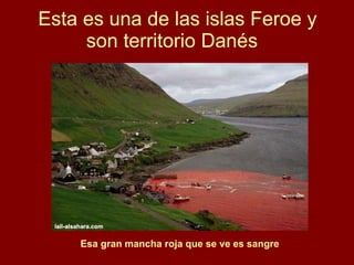 Esta es una de las islas Feroe y son territorio Danés   Esa gran mancha roja que se ve es sangre 