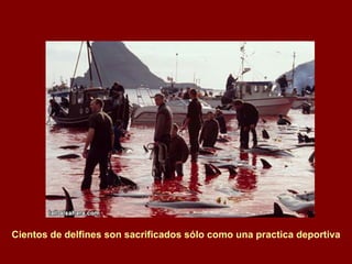 Cientos de delfines son sacrificados sólo como una practica deportiva 