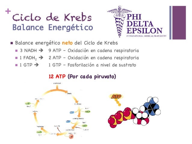 Asesorías Phi Delta Epsilon - Ciclo de Krebs