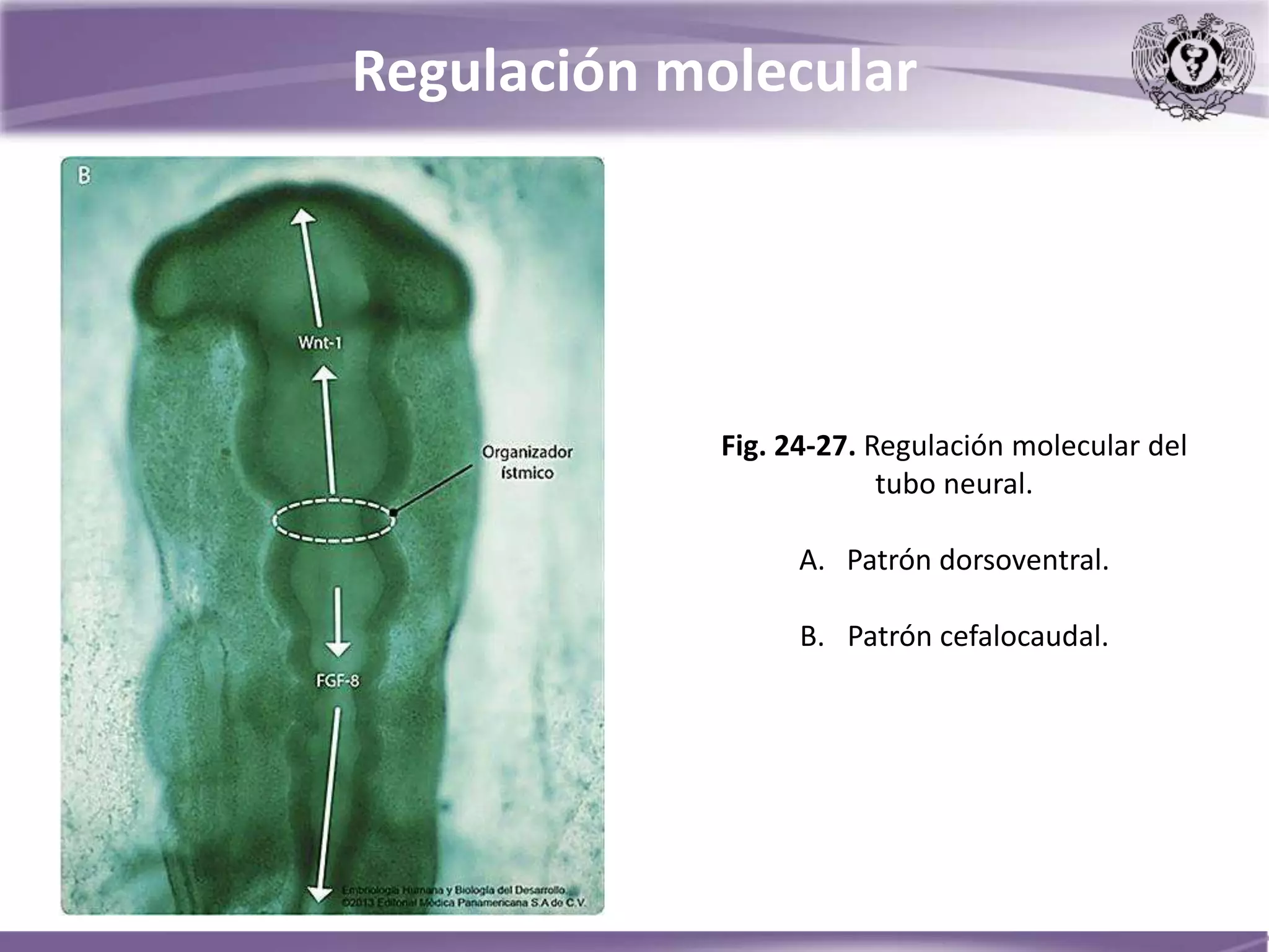 Embriología Del Sistema Nervioso Central Pptx