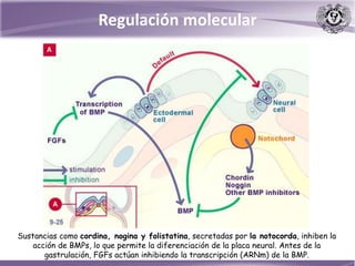 Sustancias como cordina, nogina y folistatina, secretadas por la notocorda, inhiben la
acción de BMPs, lo que permite la diferenciación de la placa neural. Antes de la
gastrulación, FGFs actúan inhibiendo la transcripción (ARNm) de la BMP.
Regulación molecular
 