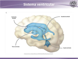 Sistema ventricular
 