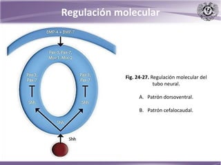 Regulación molecular
Fig. 24-27. Regulación molecular del
tubo neural.
A. Patrón dorsoventral.
B. Patrón cefalocaudal.
 