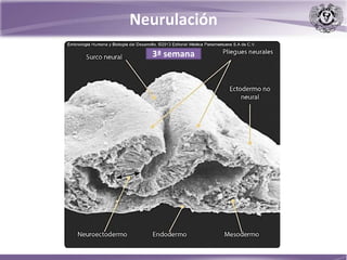 Neurulación
3ª semana
 