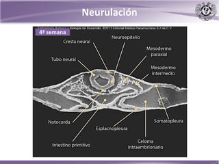 Neurulación
4ª semana
 