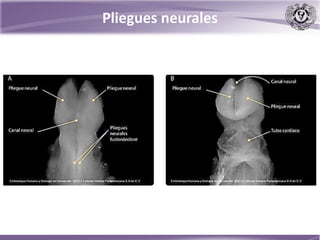 Pliegues neurales
 