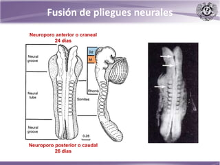 Neuroporo anterior o craneal
24 días
Neuroporo posterior o caudal
26 días
Fusión de pliegues neurales
 
