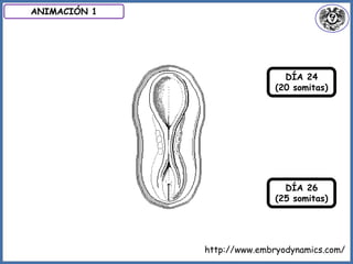 http://www.embryodynamics.com/
ANIMACIÓN 1
DÍA 24
(20 somitas)
DÍA 26
(25 somitas)
 