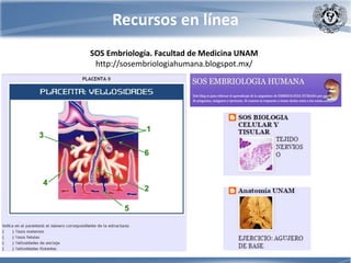Recursos en línea
SOS Embriología. Facultad de Medicina UNAM
http://sosembriologiahumana.blogspot.mx/
 