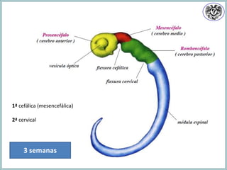 3 semanas
1ª cefálica (mesencefálica)
2ª cervical
 