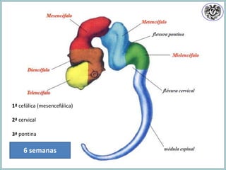 6 semanas
1ª cefálica (mesencefálica)
2ª cervical
3ª pontina
 