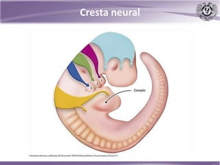 Cresta neural
 