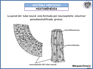 Márquez-Orozco
HISTOGÉNESIS
SISTEMA NERVIOSO
La pared del tubo neural esta formada por neuroepitelio columnar
pseudoestratificado grueso.
 