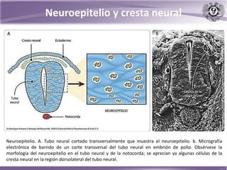 Neuroepitelio y cresta neural
Neuroepitelio. A. Tubo neural cortado transversalmente que muestra el neuroepitelio. b. Micrografía
electrónica de barrido de un corte transversal del tubo neural en embrión de pollo. Obsérvese la
morfología del neuroepitelio en el tubo neural y de la notocorda; se aprecian ya algunas células de la
cresta neural en la región dorsolateral del tubo neural.
 