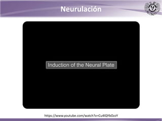 https://www.youtube.com/watch?v=Cu4lQYbOzzY
Neurulación
 