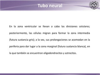 En la zona ventricular se llevan a cabo las divisiones celulares;
posteriormente, las células migran para formar la zona intermedia
(futura sustancia gris); a la vez, sus prolongaciones se acomodan en la
periferia para dar lugar a la zona marginal (futura sustancia blanca), en
la que también se encuentran oligodendrocitos y astrocitos.
Tubo neural
 