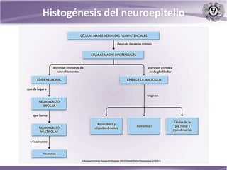 Histogénesis del neuroepitelio
 
