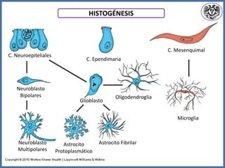 C. Neuroepiteliales
Neuroblasto
Bipolares
Neuroblasto
Multipolares
HISTOGÉNESIS
C. Ependimaria
Glioblasto
Oligodendroglia
Astrocito FibrilarAstrocito
Protoplasmático
C. Mesenquimal
Microglia
 