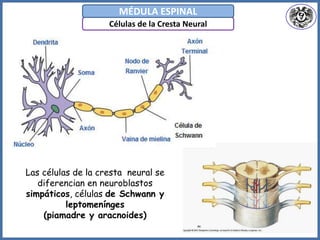 Células de la Cresta Neural
MÉDULA ESPINAL
Las células de la cresta neural se
diferencian en neuroblastos
simpáticos, células de Schwann y
leptomenínges
(piamadre y aracnoides)
 