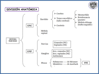 DIVISIÓN ANATÓMICA
 